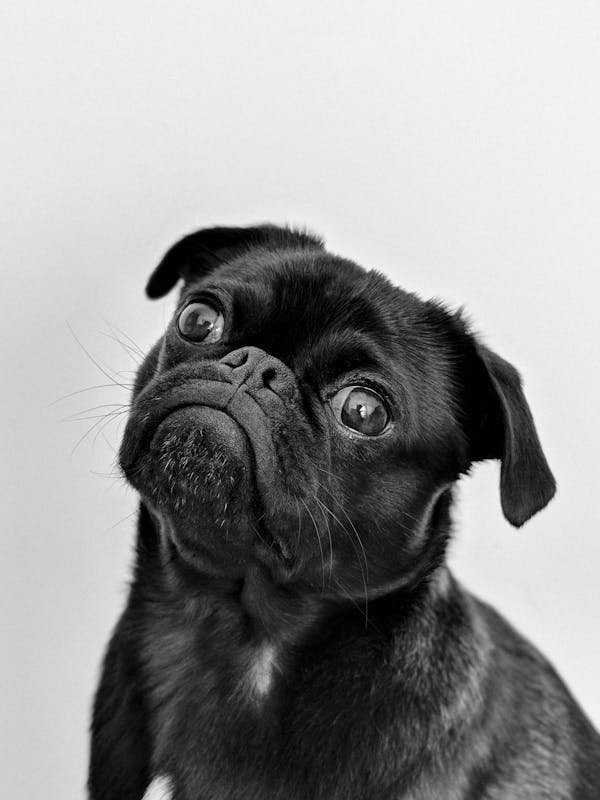 Les 5 questions clés avant de souscrire une mutuelle chien